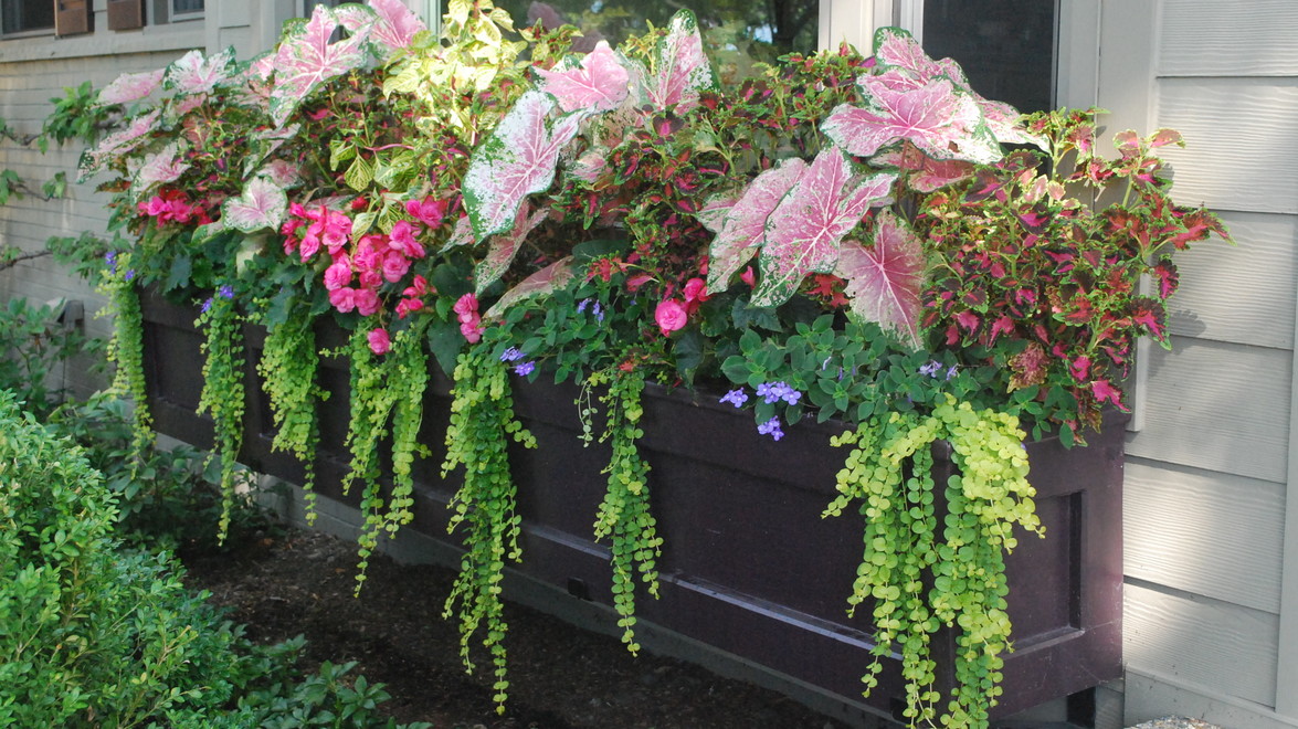 How to Create the Perfect Balcony Planter