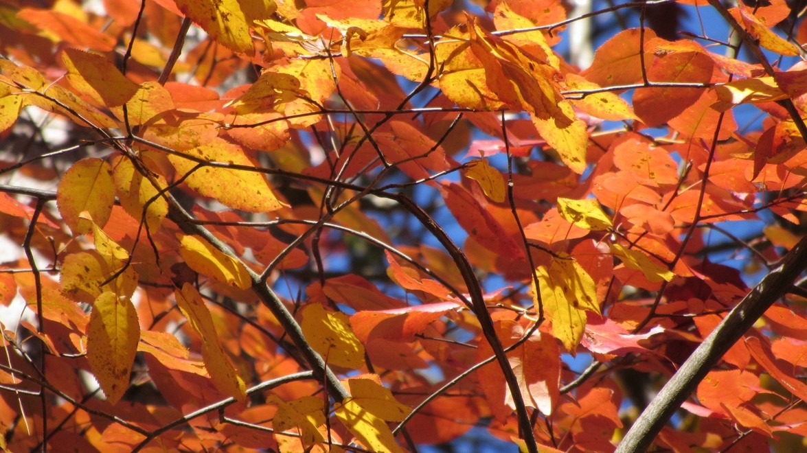 Plant of the Month: Canadian Serviceberry