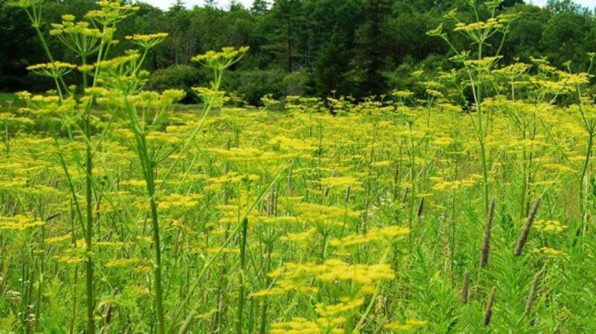 Poisonous Wild Parsnip