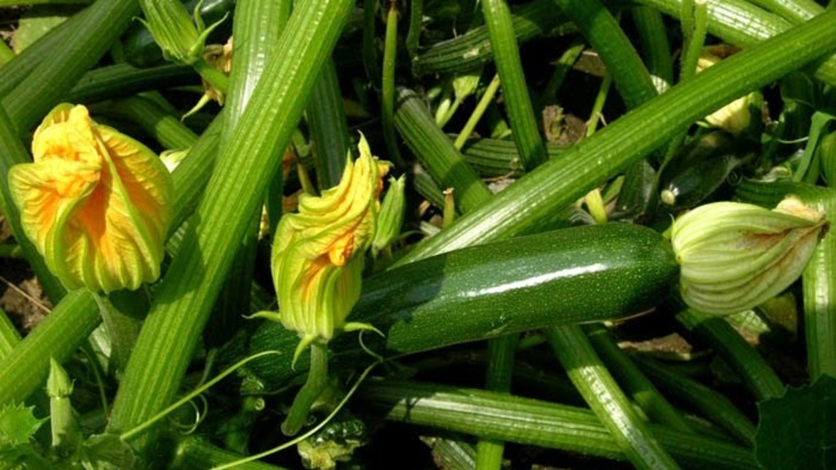 Use Your Produce: Zucchini Fritters