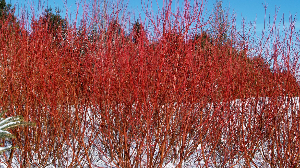 red twig dogwood bush