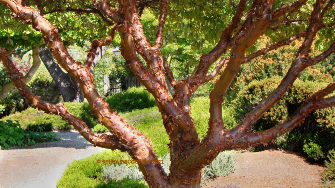 Plant of the Month: Paperbark Maple