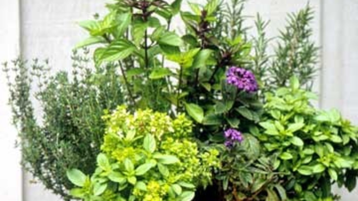 Herbs are a great addition to garden