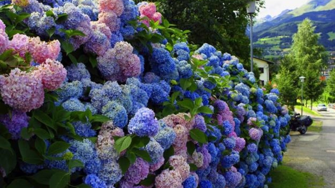PLANT OF THE MONTH: Hydrangea microphylla ‘Nikko Blue’
