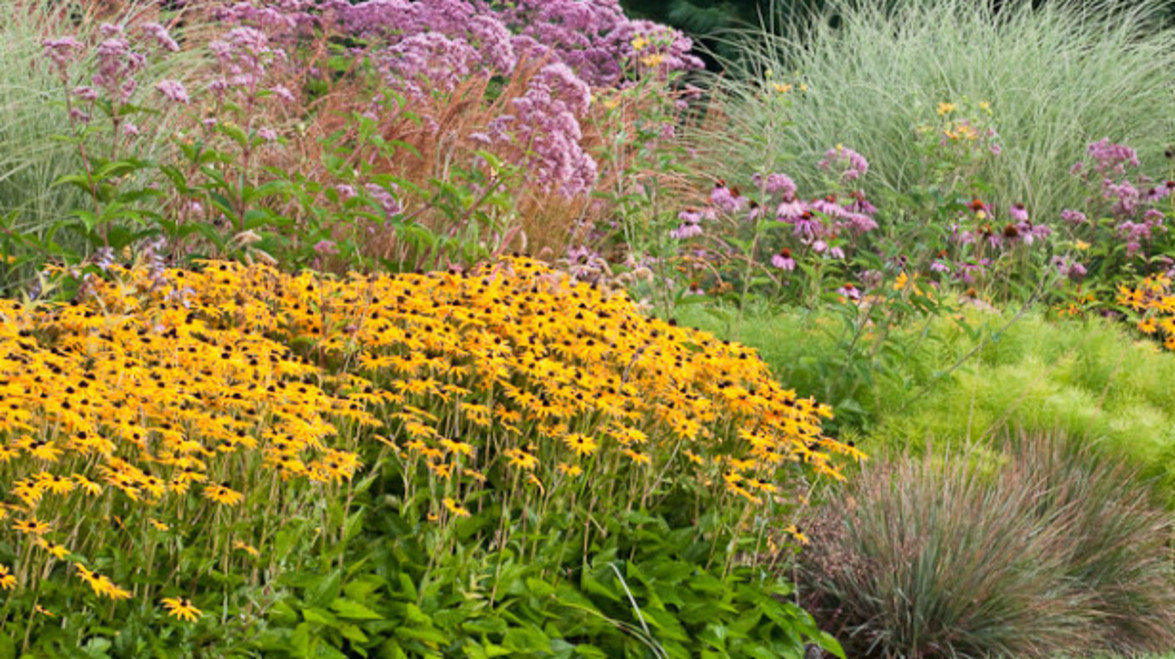 Time to Energise Your Garden with Fall Bloomers
