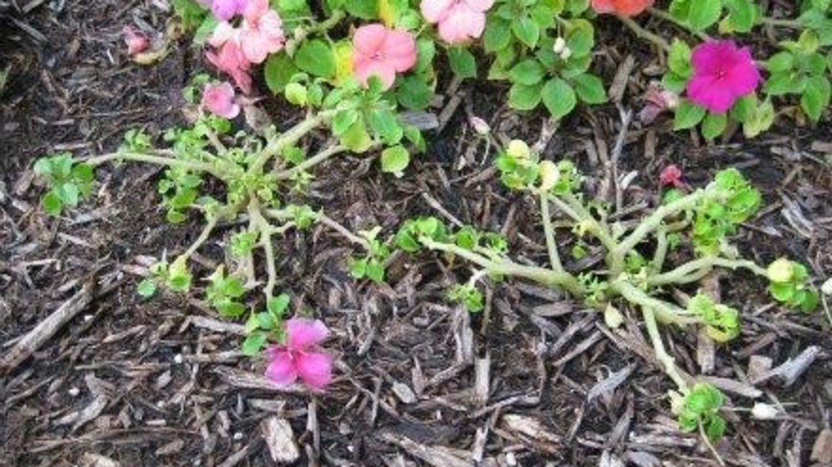 What’s going on With Impatiens; Might they be Over?