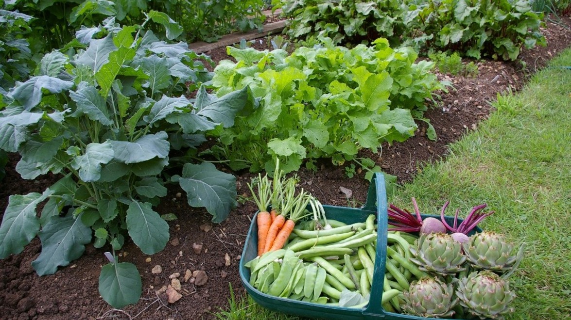 Edible Garden – Crop Rotation