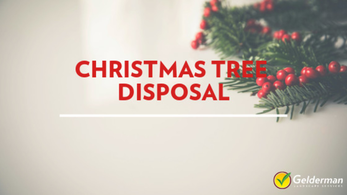Christmas Tree Disposal