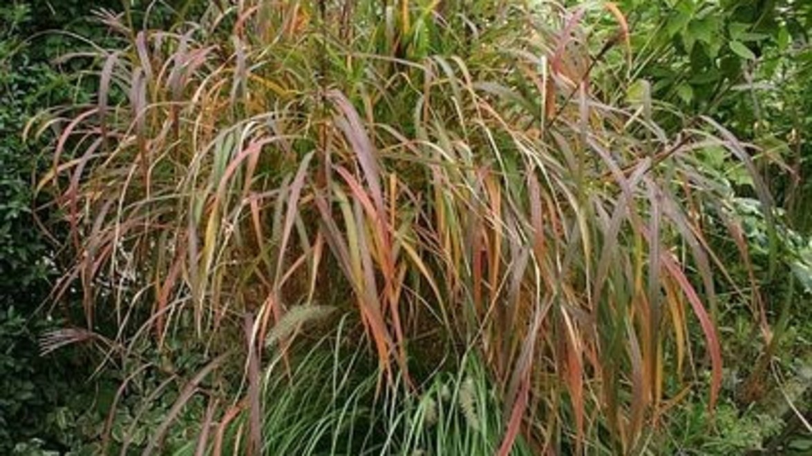 Plant of the Month: Miscanthus ‘Purpurascens’ – Autumn Flame Grass