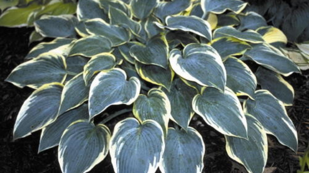 Plant of the Month: Hosta First Frost