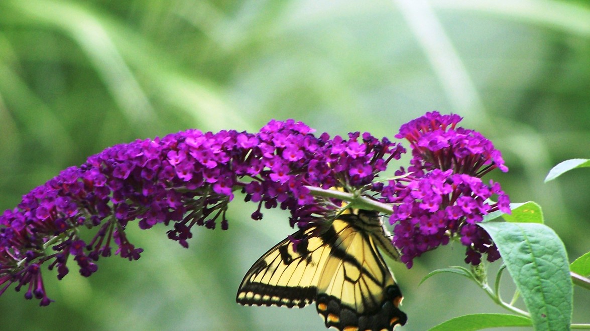 Attracting Wildlife to the Garden