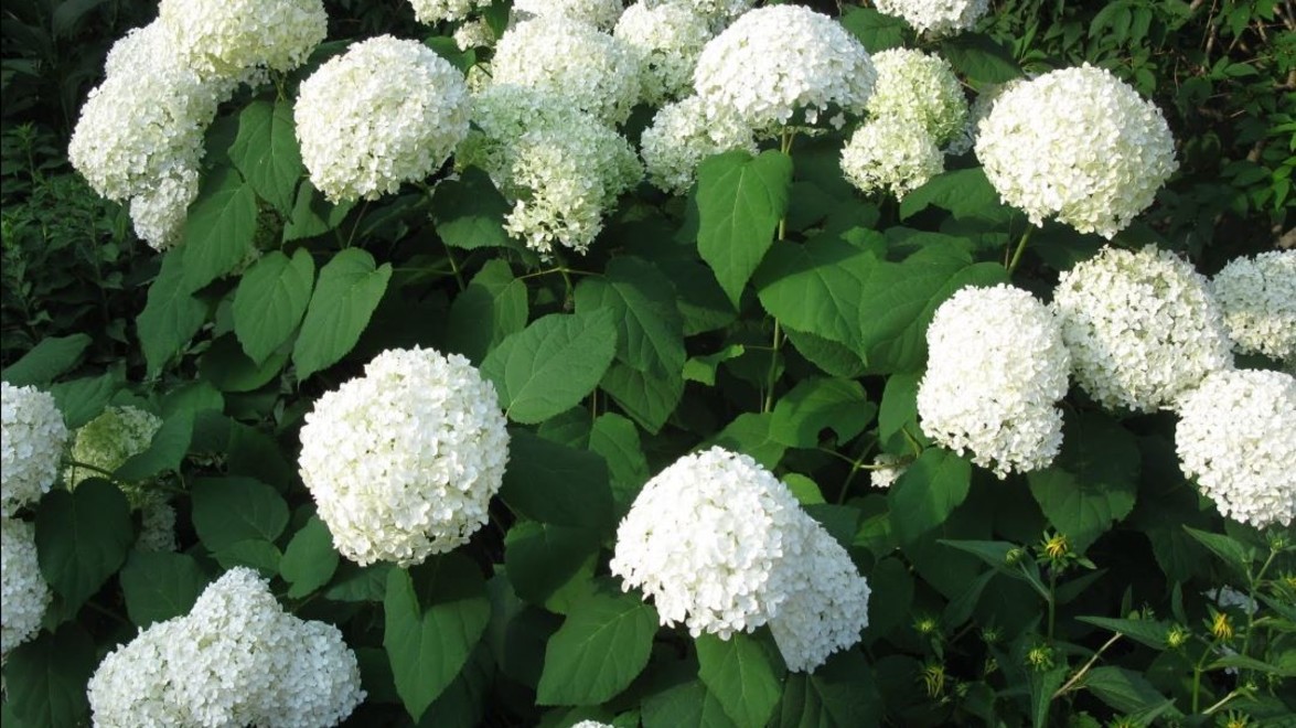 Plant of the Month: ‘ANNABELLE HYDRANGEA’