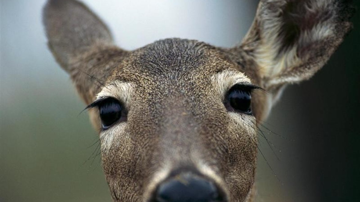 Deer?! How Do I Resist?