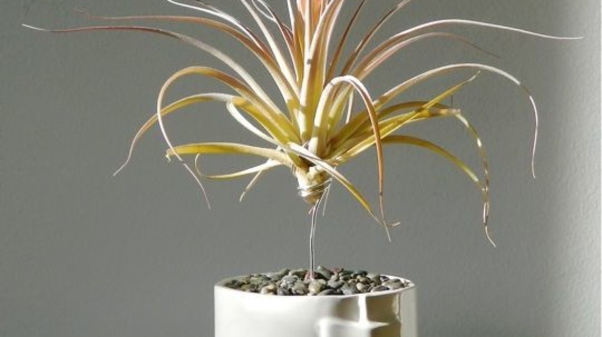 Tillandsia – The Most Curious Organism