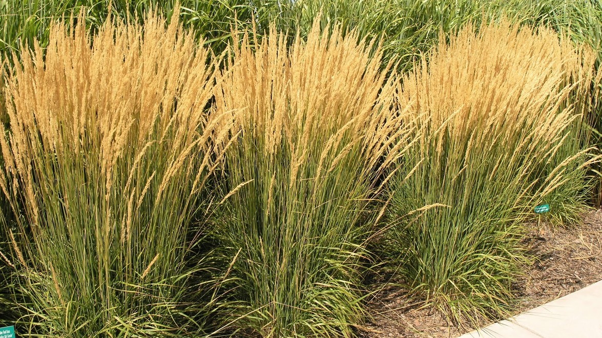 Plant of the Month: ‘KARL FOERSTER’ FEATHER REED GRASS