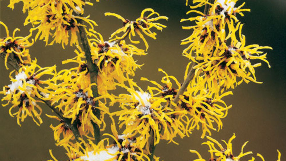 PLANT OF THE MONTH: Witch Hazel