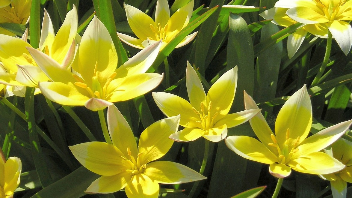 Top 5 Spring Flowering Bulbs – Nothing Ordinary Here!