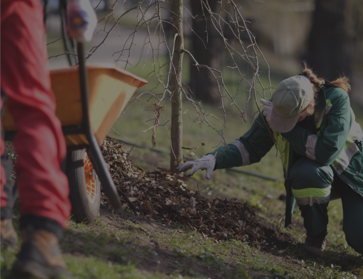 tree planting services